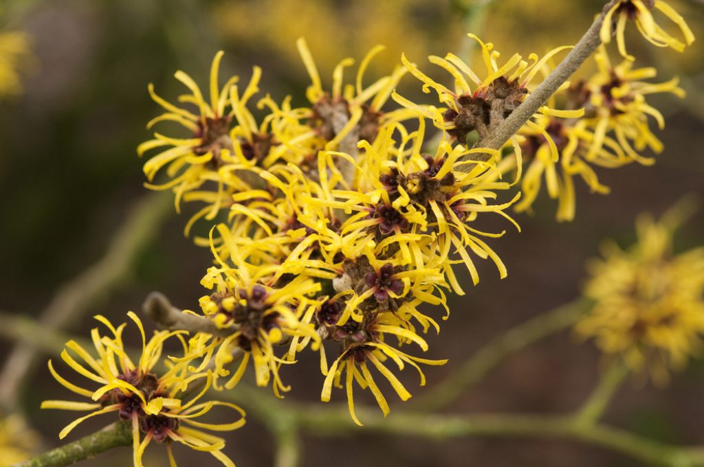 hamamelis piqure punaise de lit