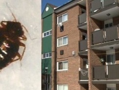 Infestation de punaises de lit : un locataire peut-il quitter son logement sans préavis ?