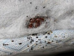 Infestation de punaises de lit : que propose l’assurance habitation contre ces nuisibles ?