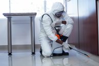 Insecticide anti punaise de lit
