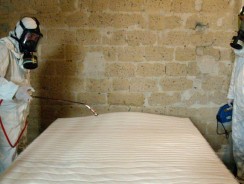 Invasion de punaises de lit : les régions françaises les plus touchées par ce fléau