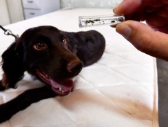 La détection canine des punaises de lit : une excellente alternative pour les traitements chimiques