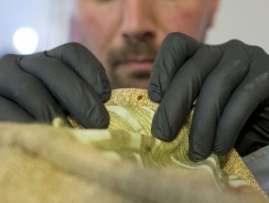 Les punaises de lit : un problème sérieux qui prend de l’ampleur