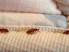 Punaises de lit, humidité, froid etc. : la détresse des familles qui sont confinées dans des logements insalubres