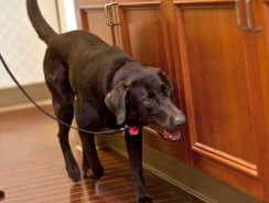 Montpellier, des chiens capables de détecter des punaises de lit