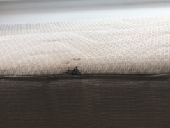 Comment les punaises de lit pénètrent chez moi et mon matelas ?