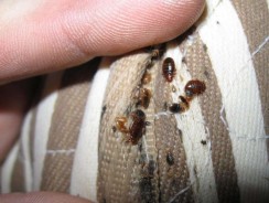 Les habitations infestées par les punaises de lit sont désormais interdit à la location