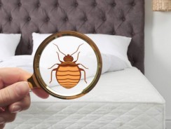 La réalité sur l’infestation des punaises de lit en France
