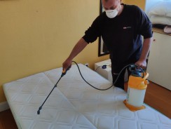 Indre-et-Loire : la demande pour les interventions pour les punaises de lit a doublé