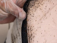 Traumatisée par les punaises de lit, Camille a préféré passer ses soirées dans la baignoire