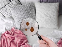 Que faire si on est piqué par les punaises de lit dans un hôtel ?