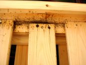 Témoignage : chasse aux punaises !