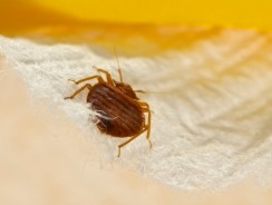 Les allergies provoquées par les punaises de lit enfin expliquées ?