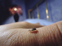 La prolifération des punaises de lit, un sujet inquiétant selon les dires d’un parasitologue