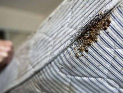 Asnières-sur-Seine : des locataires excédés par les punaises de lit ont préféré quitter leur logement