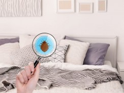 Un propriétaire loue un appartement alors qu’il sait qu’il est envahi par les punaises de lit