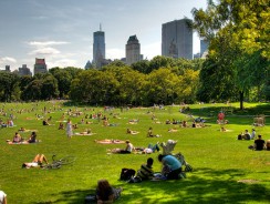 Les cas de punaises de lit vont exploser cet été 2011 à New York